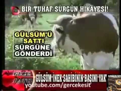 İneği Sürgüne Göndermek   Malatya   Video   Alkışlarla Yaşıyorum