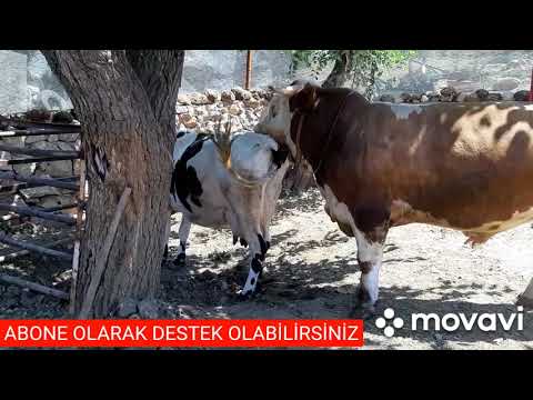 İNEK BOĞAYA GELDİ