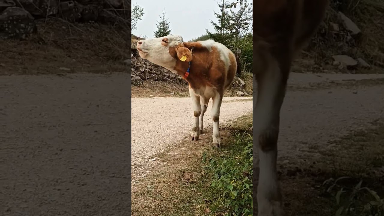 İnek sesi #animals #buzağı #hayvan #inek #keşfet #keşfetbeniöneçıkar