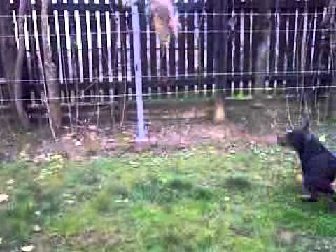 Nemacki  lovni terijer Deutscher Jagdterrier - Lola