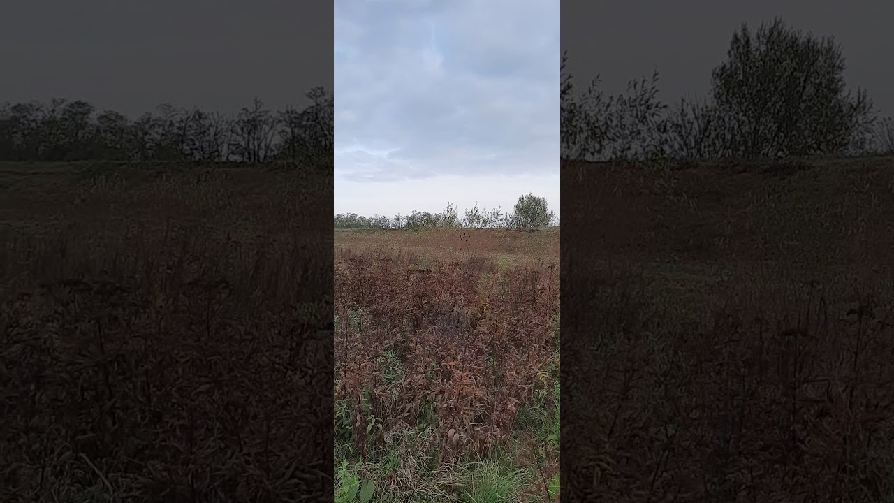 Nemacki lovni terijer, Kuna, Kes x Tara pronalazenje i podizanje fazanskih koka