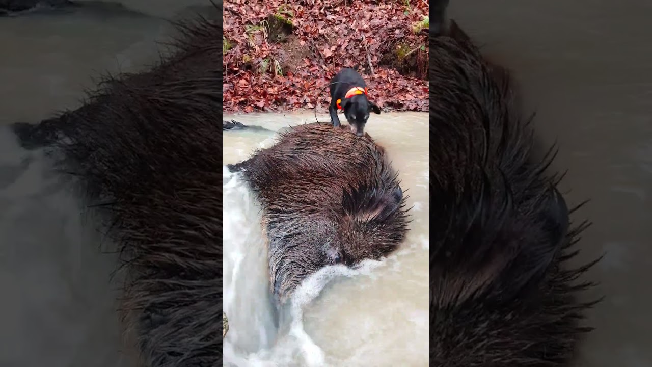 Nemački lovni terijer u 11. godini - reakcija na Vepra 🐗 WILD BOAR HUNTING - Lov na Divlju Svinju