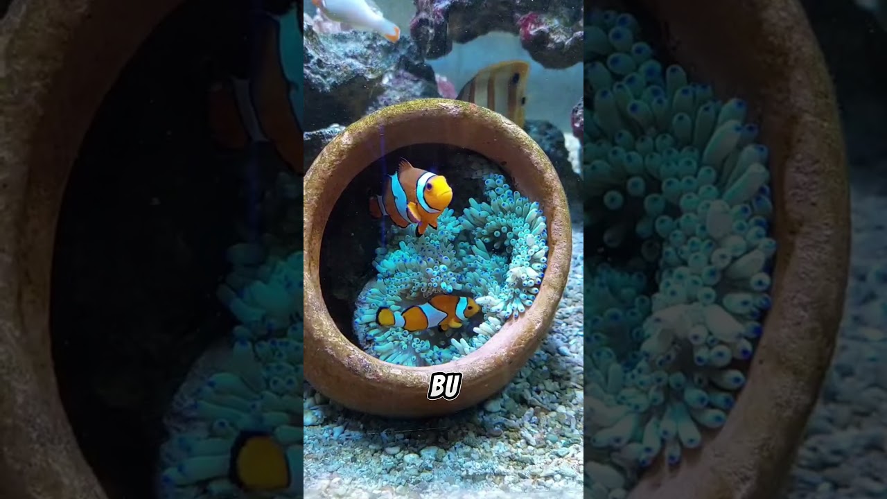 Nemo'nun Şaşırtıcı Sırrı! Palyaço Balığı Gerçekten Cinsiyet Değiştiriyor mu? 😱🐠