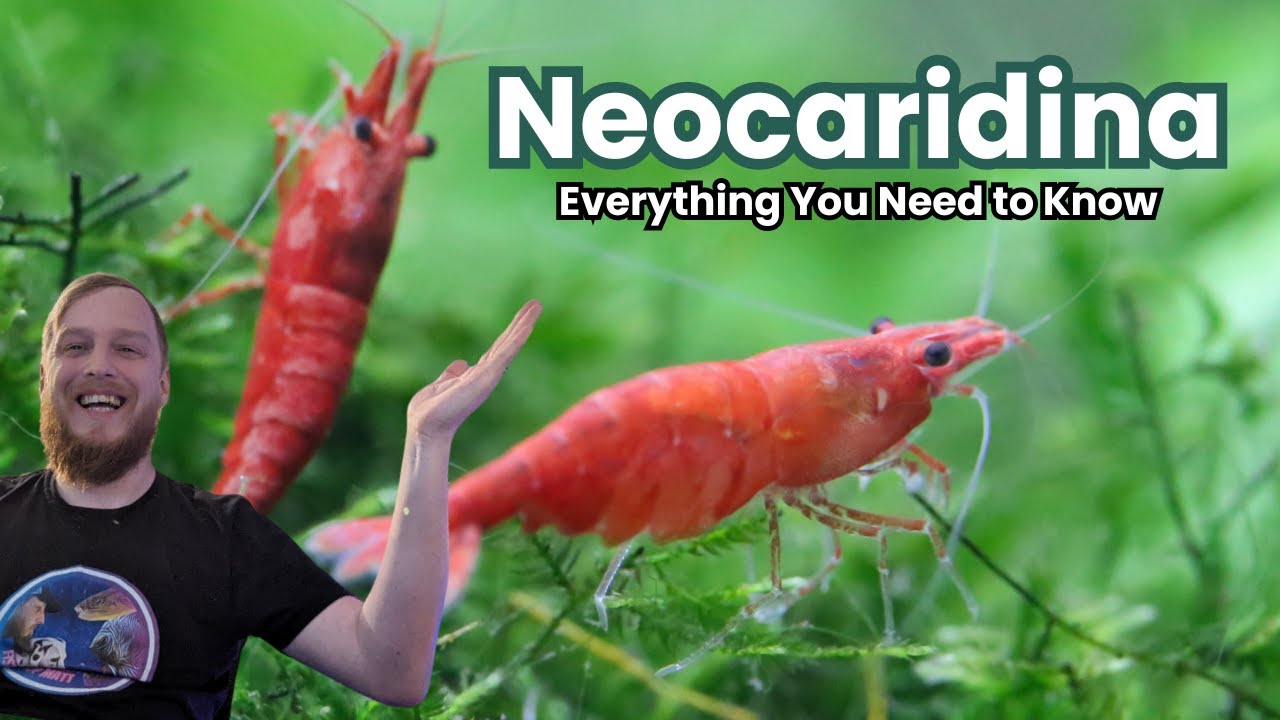 Neocaridina Shrimp - Everything You Need to Know