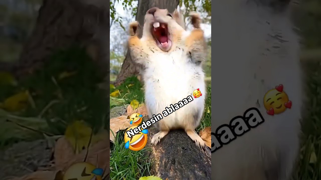 Neredesin abla 🤣😂 Ablasını arayan sincap 🐿️🤣😂#shorts #short #shortvideo