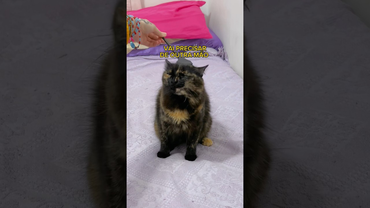 NEVOU NOS GATOS (Gatoxinha, Gatoquibe, Crocat) #gatoxinha #gatosengraçados #gatos #humor