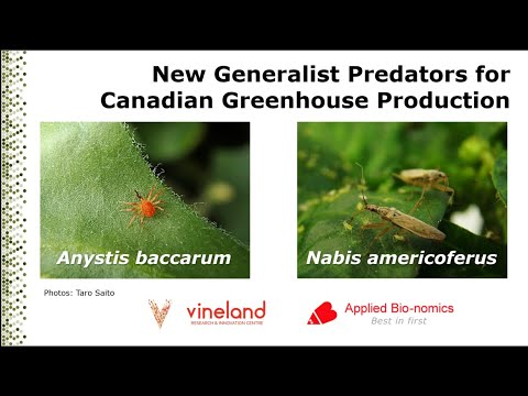 New Biocontrol Agents: Generalist Predators for Canadian Greenhouse production