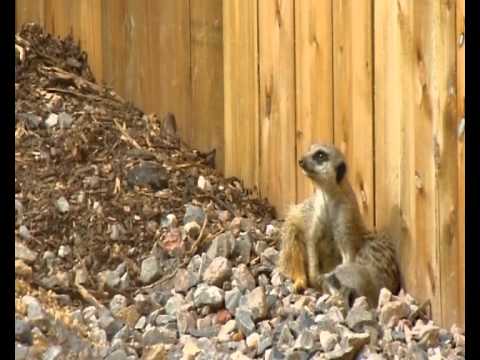 New meerkat home at Marwell Wildlife