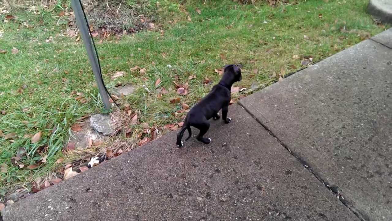 new pitbull puppy 12 weeks old Jeep bred through Tab