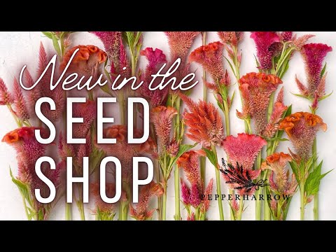 NEW SEEDS in our Seed Shop | PepperHarrowFarm.com