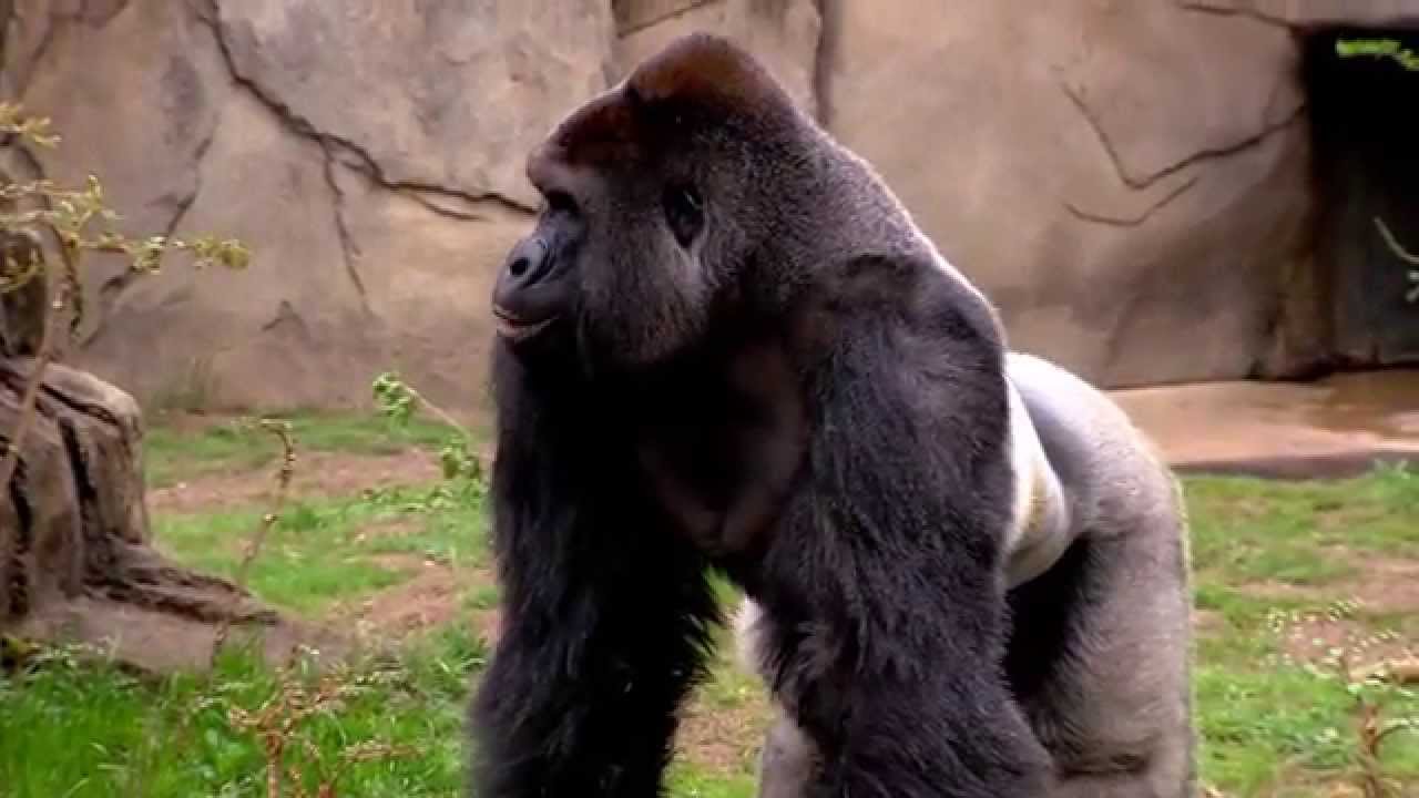 New Silverback Gorilla Harambe 1st Time Out - Cincinnati Zoo