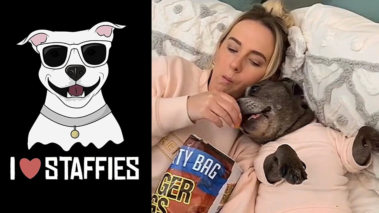 NEW Staffordshire Bull Terrier Video Compilation (CUTE & FUNNY MOMENTS) | STAFFY LOVE 💕