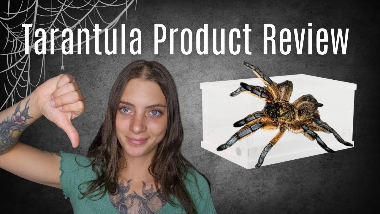 NEW Thrive Desert ACRYLIC TERRARIUM! | Old World Tarantula Rehousing |