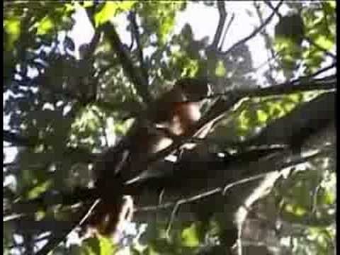 New World Monkeys (Primates) - PREVIEW
