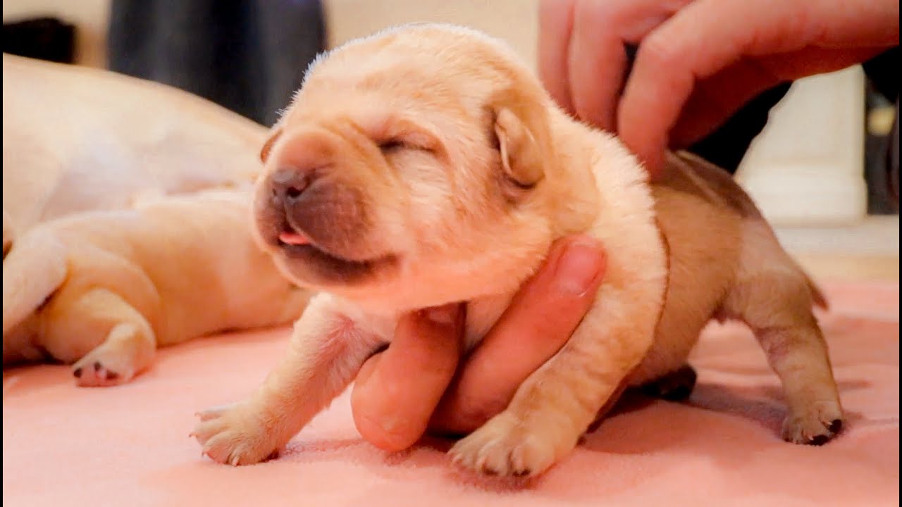Newborn Puppies Love To Drink Milk!!