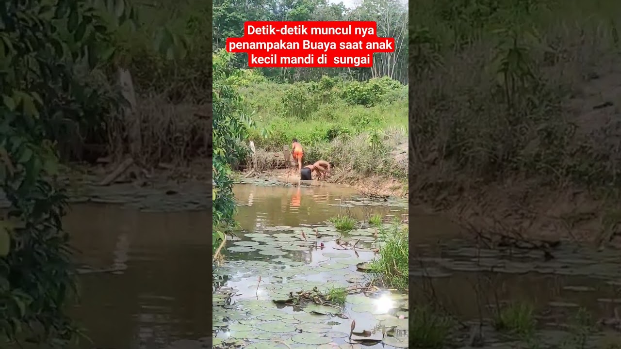 Ngeri penampakan Buaya saat anak-anak mandi di sungai#viral #shorts #crochet #buasir #america#india