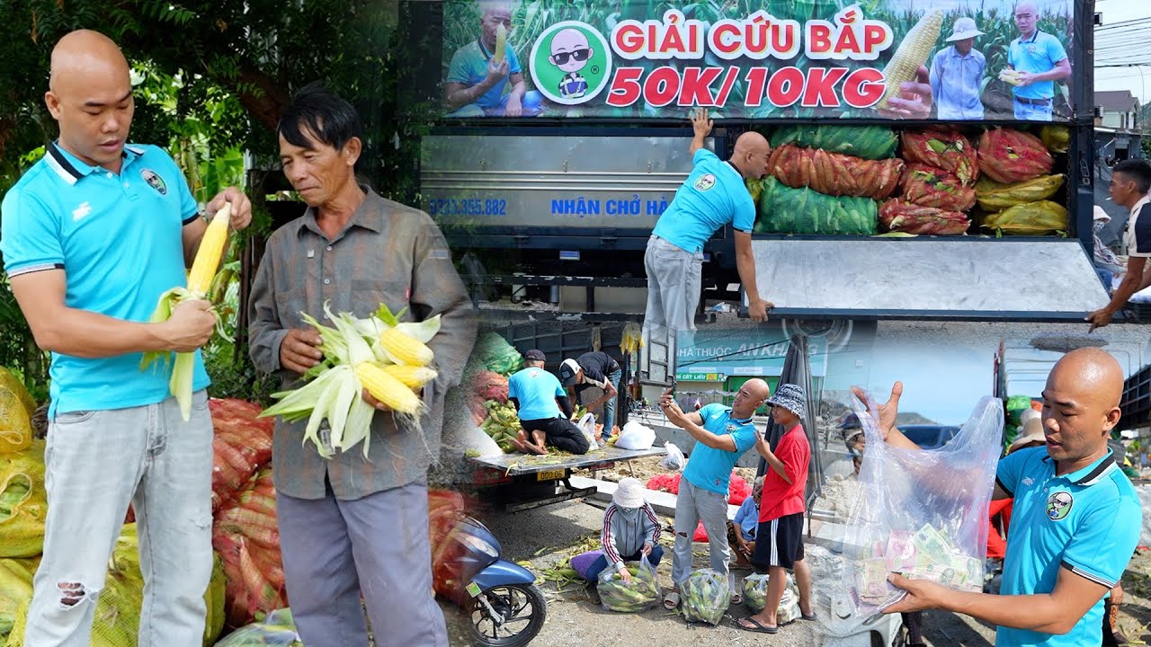 NỔI KHỔ CỦA NHÀ NÔNG ,TRỒNG BẮP 🌽 CỰC KHỔ GIỜ BÁN KHÔNG AI MUA