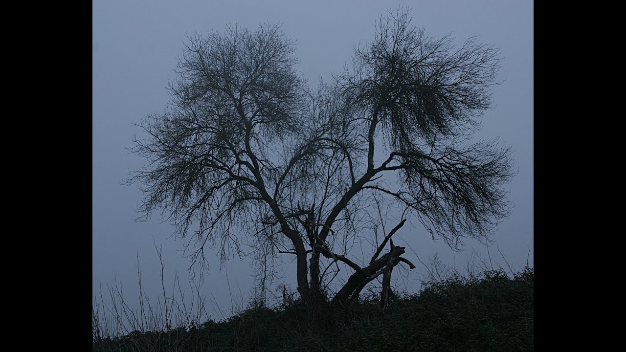 Niñas amarradas de árbol, encueradas y violadas en guerrero #MeDuelesMexico