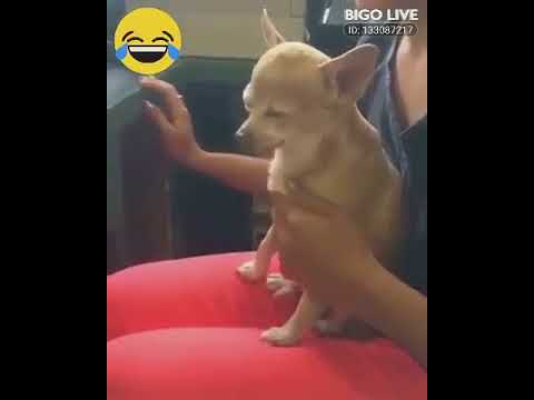 Nice video! Why not take a break and have some fun ?  #bigolivevideo
