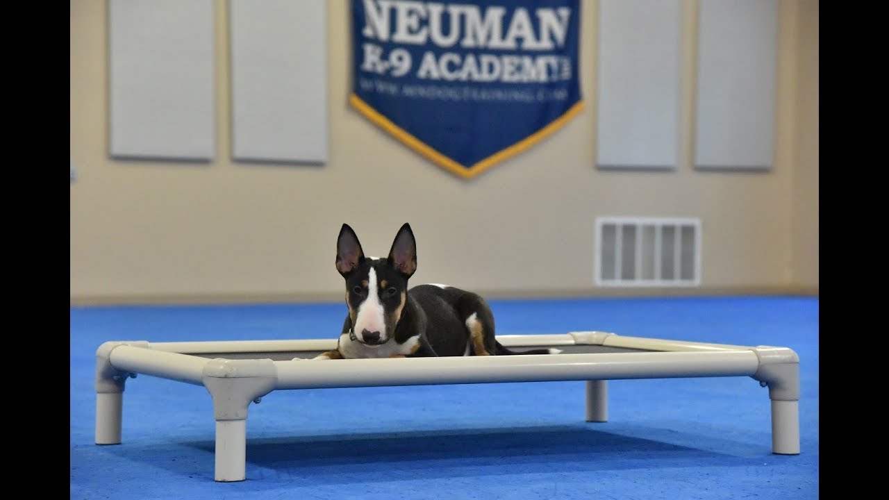 Nico (Bull Terrier) Puppy Camp Dog Training Video Demonstration