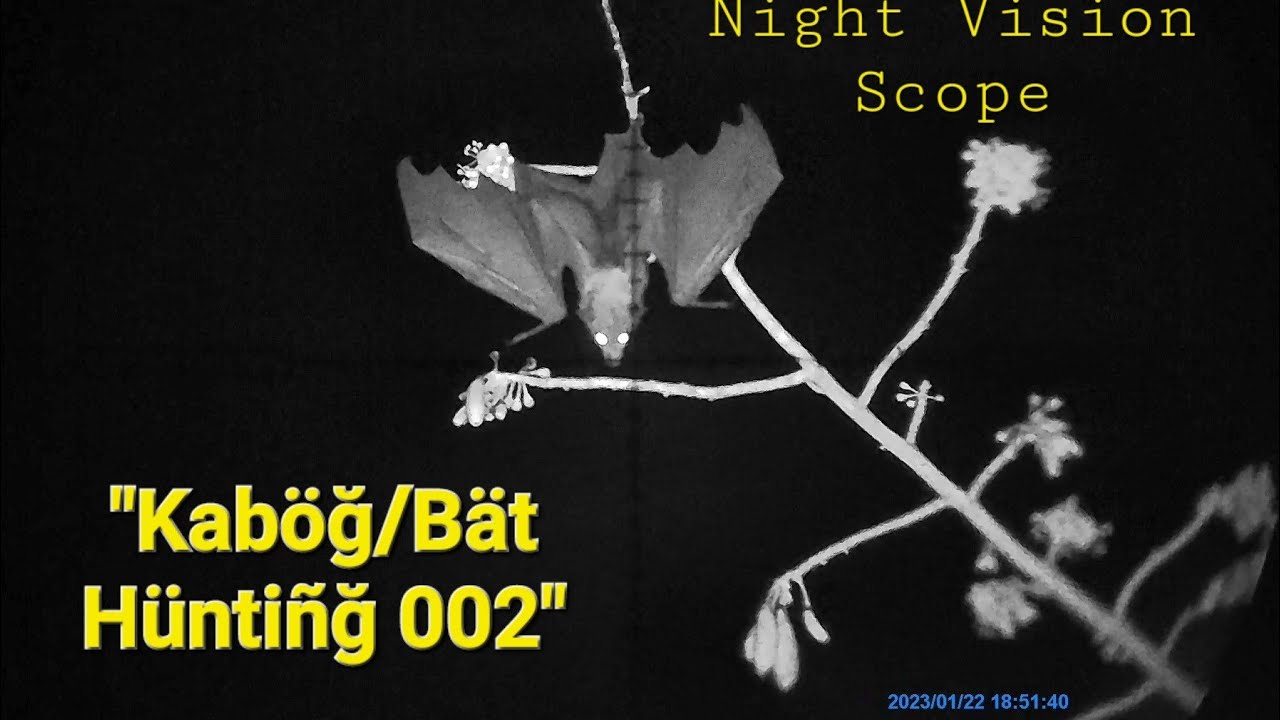 Night Vision Scope: Kabog/Bat Hunting 002...