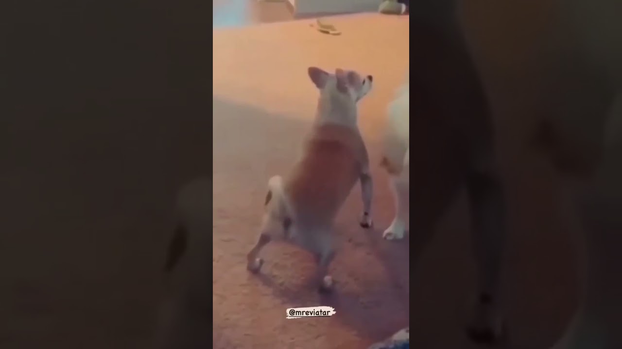 Niki love to do a twerk🤣🤣