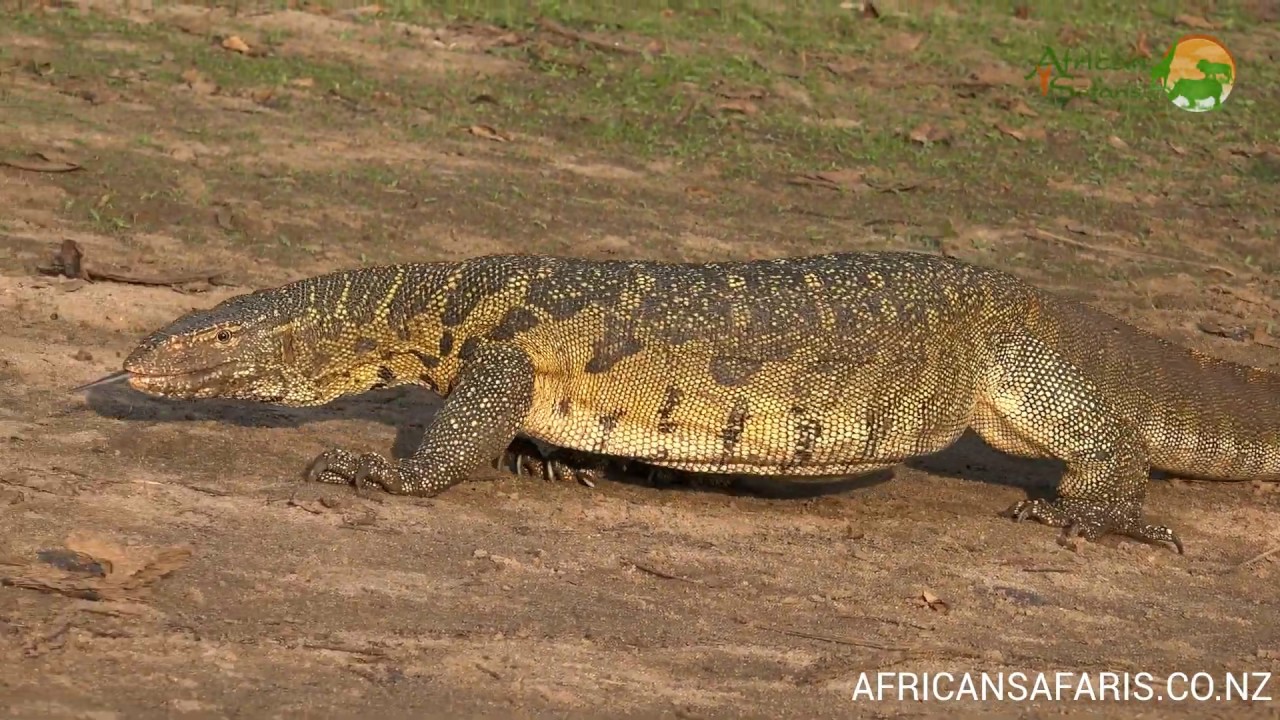 Nile Monitor Lizard - Africa's largest lizard