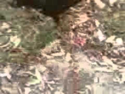 Nina fazendo xixi ( bem nutrida).mp4