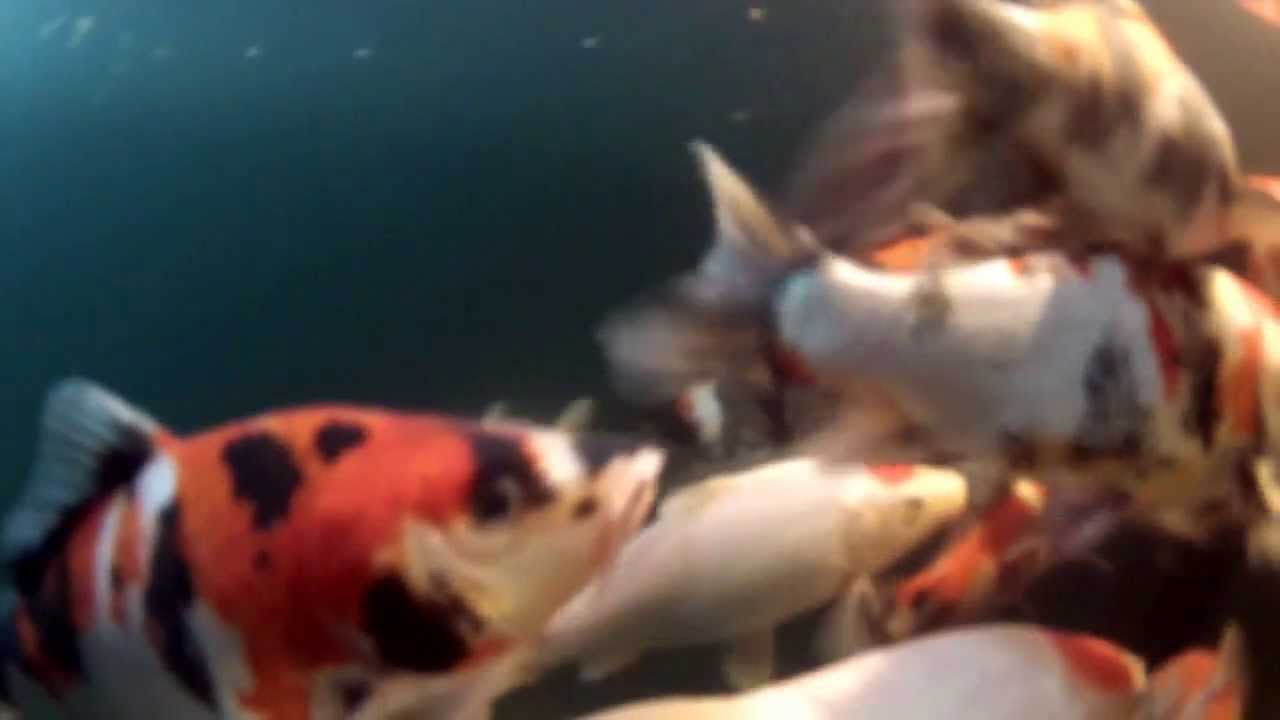 Nishikigoi - Japoniški KOI karpiai ALYTUJE - Japanese Koi carp have already arrived in Alytus