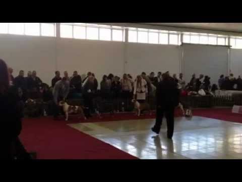 Nitra CACIB 01/12/2012 American Staffordshire Terrier Champion class males