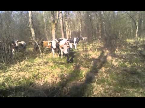 Njemacki lovni terijeri Luna i Lira vs krave...