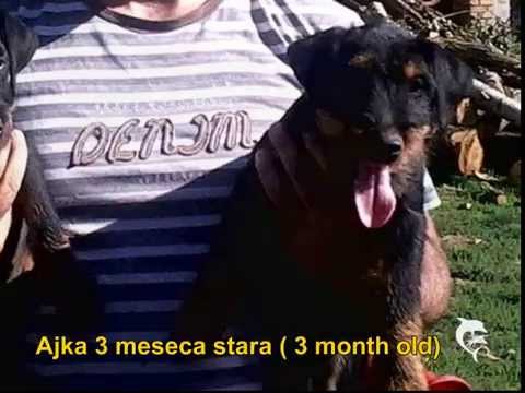 Njemački  lovni terijer Ajka- Deutscher Jagdterrie
