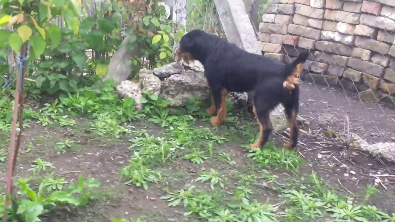 Njemački lovni terijer Ajka