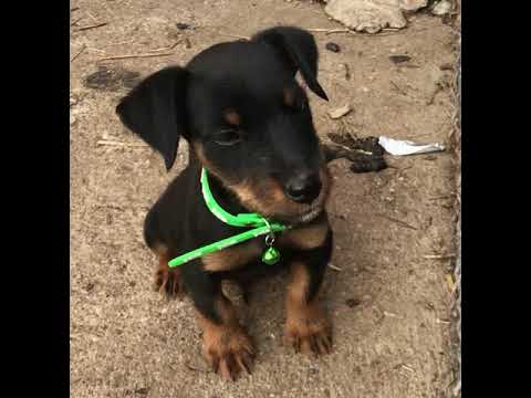 nlt Jagdterrier Terrier