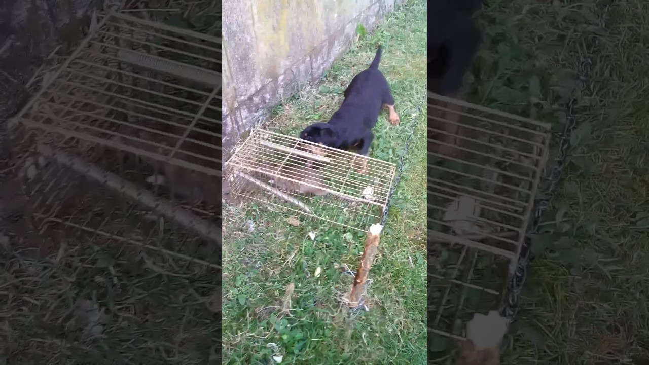 NLT Teri prvi put na pacova