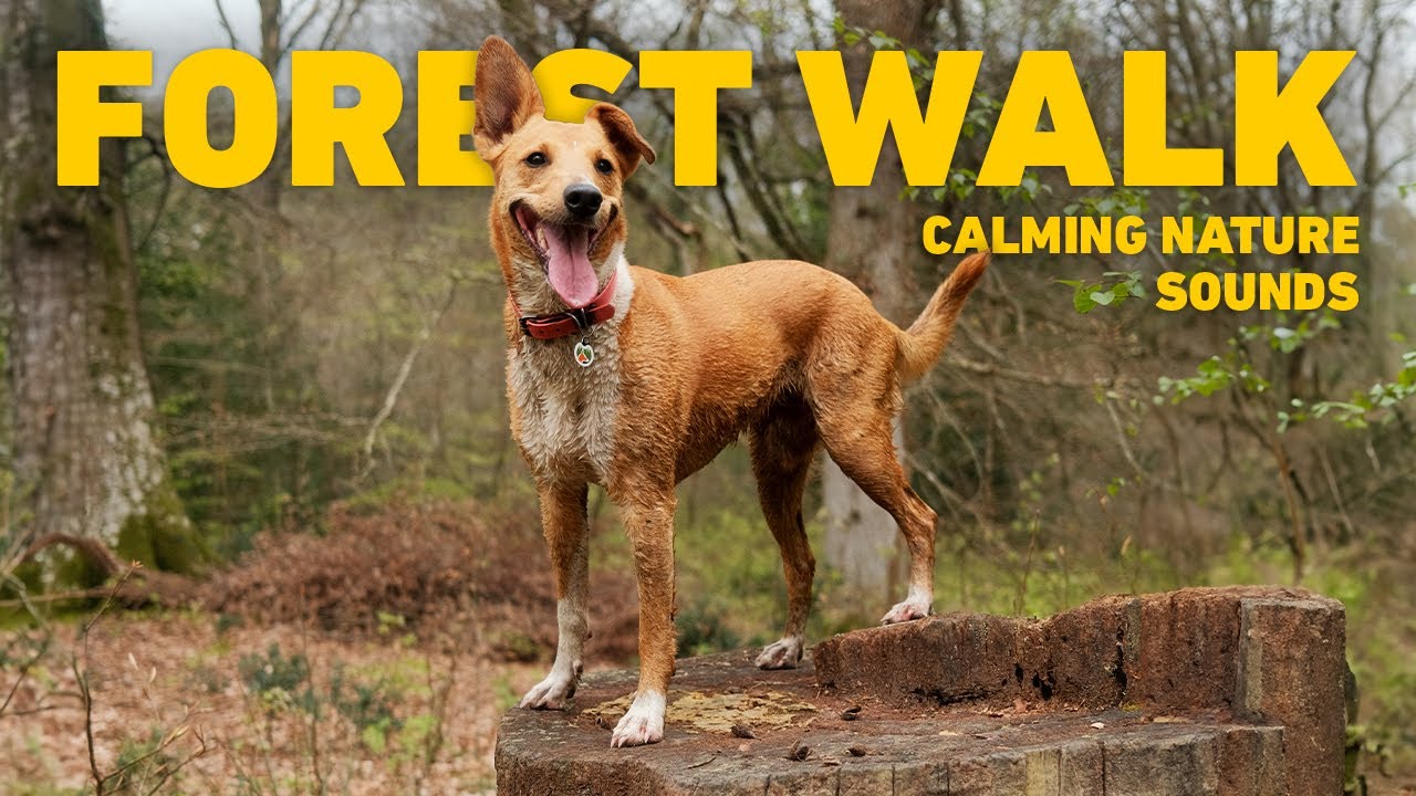[NO ADS] Dog TV for Dogs to Watch 🐕 Virtual Dog Walk with Nature Sounds 🌲 Videos for Dogs