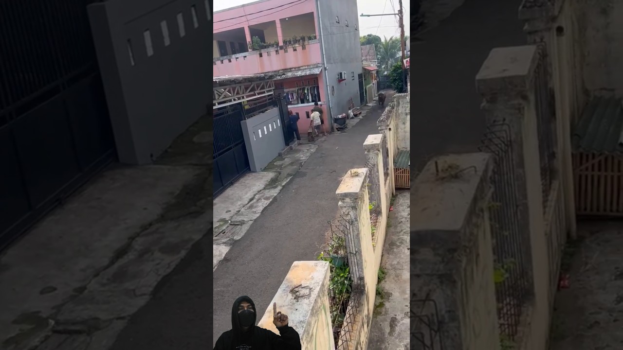 No One Dares to Catch This Cow When It Runs Away
