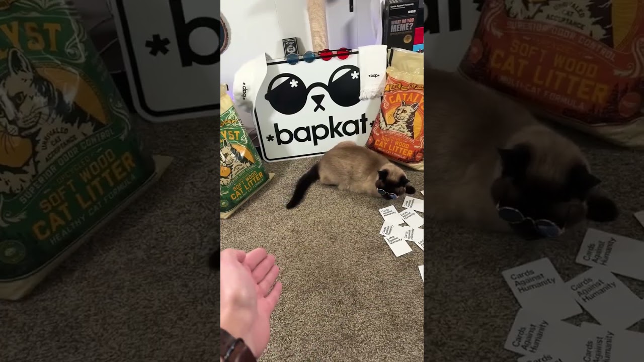 Noelles cat litter choice