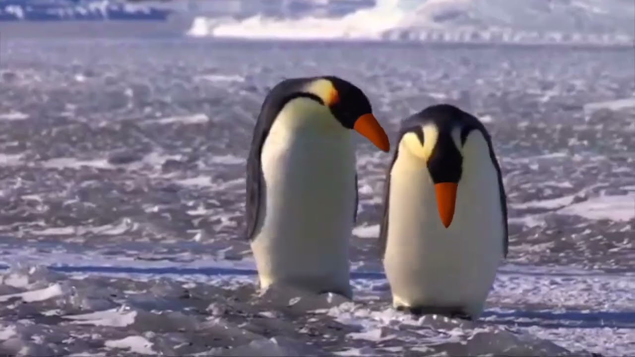 Noot! Noot! but Real Life