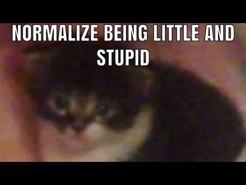 NORMALIZE BEING LITTLE AND STUPID
