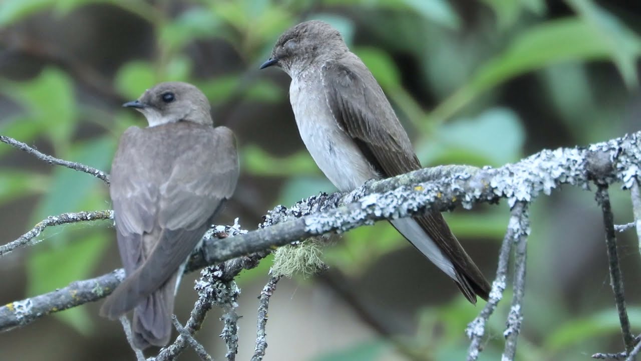 Northern Rough Winged Swallow