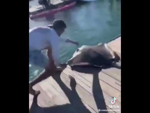 not a very smart guy #shorts #memes #stingray #dumb