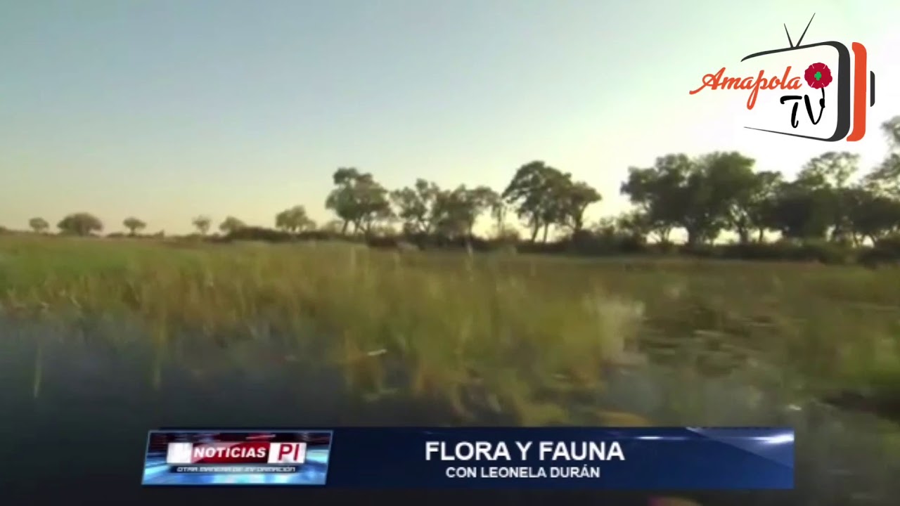 Noticias PI - Flora y Fauna