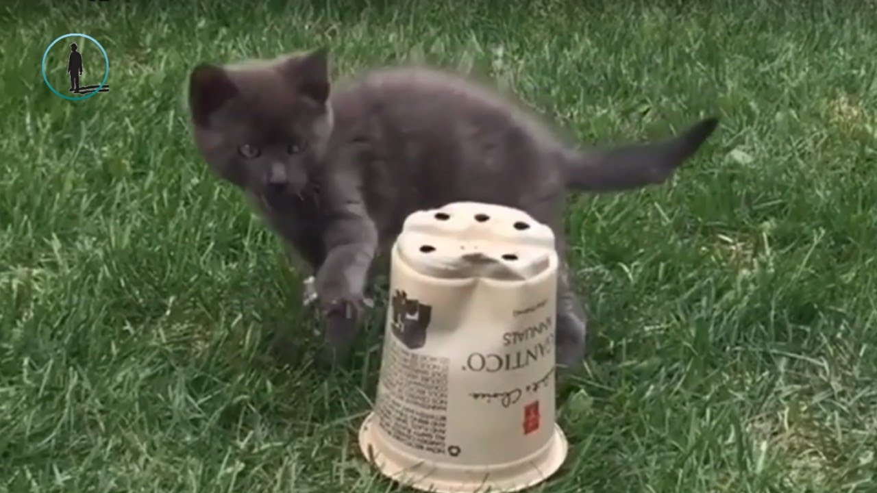 November Funny Clumsy Cat Videos 🐈 Funny Cat 2018 #bluesky