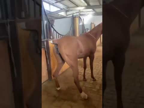 Novinha Rabuda Gostosa dando para cavalo 🐴