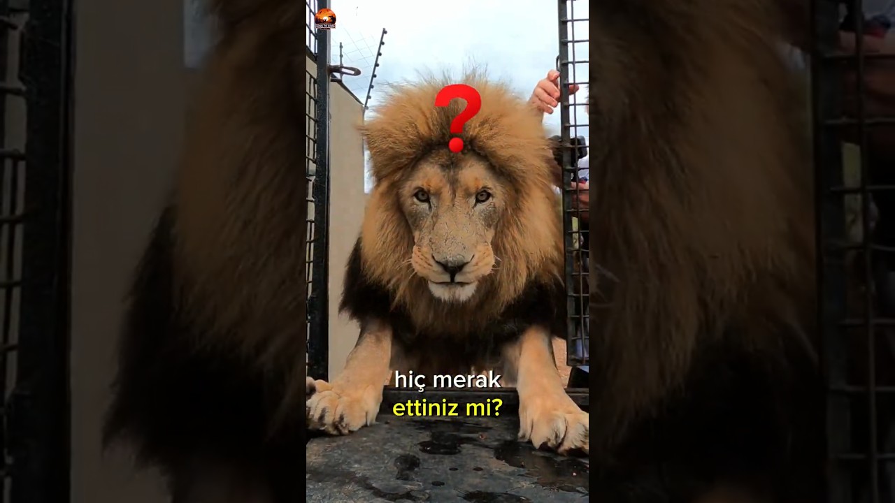 İnsanlara Saldırmayan Aslanlar🦁🐯😯