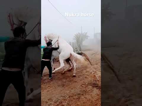 #nukrahorse mating