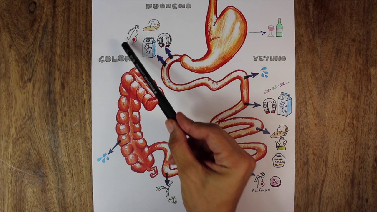 NUTRIENT ABSORPTION (LOCATION)