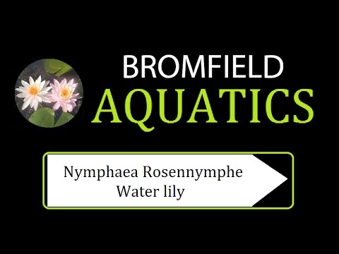 Nymphaea Rosennymphe water lily aquatic pond plant