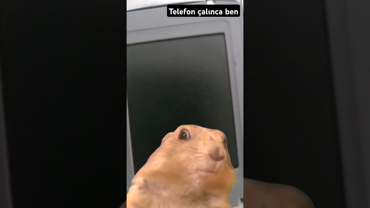o sırada ben #ytdayibenionecikarnolur #sigmabrothers #funny